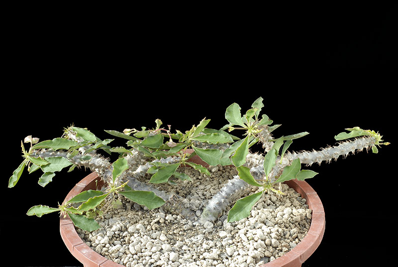Euphorbia Cv. Wavy (Milii x Decaryi) Cm. 20 € 19,00.jpg